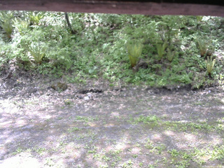 長野県菅平高原 ゆたか山荘 東側(坂下) 2026/05/20 11:15