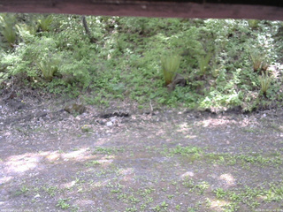 長野県菅平高原 ゆたか山荘 東側(坂下) 2026/05/20 12:45