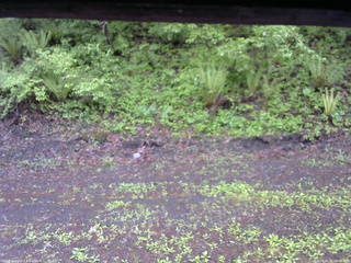 長野県菅平高原 ゆたか山荘 東側(坂下) 2026/05/21 08:00
