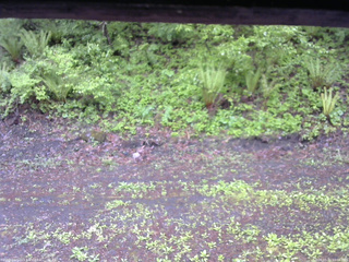 長野県菅平高原 ゆたか山荘 東側(坂下) 2026/05/21 10:00