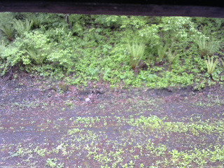 長野県菅平高原 ゆたか山荘 東側(坂下) 2026/05/21 12:15