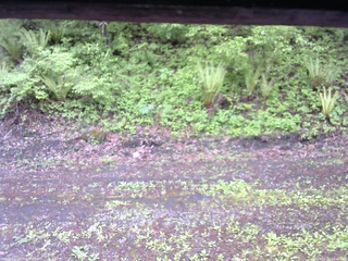 長野県菅平高原 ゆたか山荘 東側(坂下) 2026/05/21 13:45