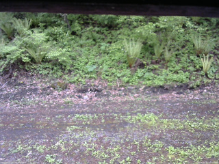 長野県菅平高原 ゆたか山荘 東側(坂下) 2026/05/21 14:45