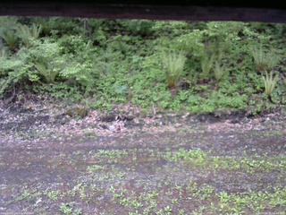 長野県菅平高原 ゆたか山荘 東側(坂下) 2026/05/21 16:45