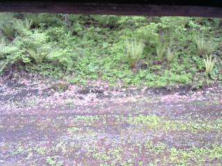 長野県菅平高原 ゆたか山荘 東側(坂下) 2026/05/21 17:15