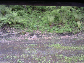 長野県菅平高原 ゆたか山荘 東側(坂下) 2026/05/21 17:30