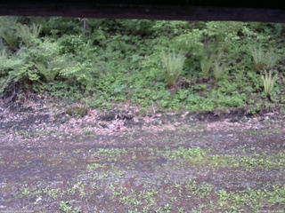 長野県菅平高原 ゆたか山荘 東側(坂下) 2026/05/21 18:15