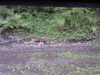 長野県菅平高原 ゆたか山荘 東側(坂下) 2026/05/21 18:30