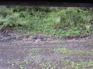 長野県菅平高原 ゆたか山荘 東側(坂下) 2026/05/22 06:00