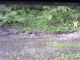 長野県菅平高原 ゆたか山荘 東側(坂下) 2026/05/22 06:15