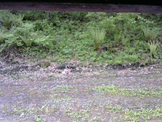 長野県菅平高原 ゆたか山荘 東側(坂下) 2026/05/22 09:15