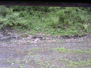 長野県菅平高原 ゆたか山荘 東側(坂下) 2026/05/22 11:15