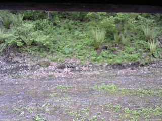 長野県菅平高原 ゆたか山荘 東側(坂下) 2026/05/22 12:00