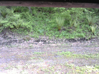 長野県菅平高原 ゆたか山荘 東側(坂下) 2026/05/22 15:15