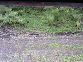 長野県菅平高原 ゆたか山荘 東側(坂下) 2026/05/23 08:15