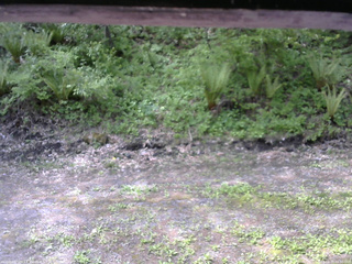 長野県菅平高原 ゆたか山荘 東側(坂下) 2026/05/23 09:30