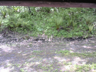 長野県菅平高原 ゆたか山荘 東側(坂下) 2026/05/23 11:30