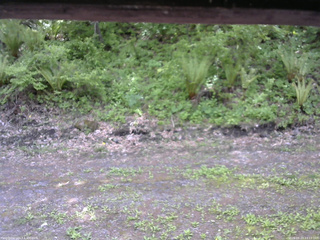 長野県菅平高原 ゆたか山荘 東側(坂下) 2026/05/23 13:15