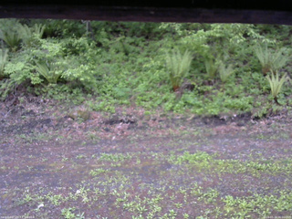 長野県菅平高原 ゆたか山荘 東側(坂下) 2026/05/24 06:00