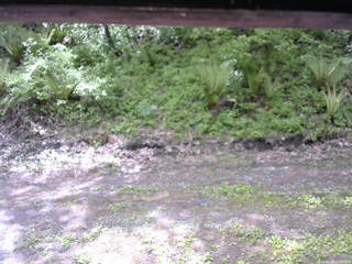 長野県菅平高原 ゆたか山荘 東側(坂下) 2026/05/24 11:00