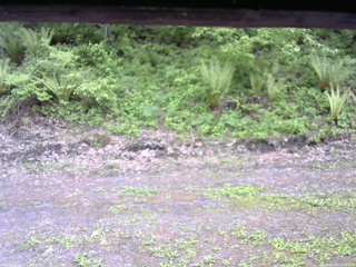 長野県菅平高原 ゆたか山荘 東側(坂下) 2026/05/24 17:00