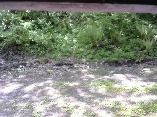 長野県菅平高原 ゆたか山荘 東側(坂下) 2026/05/25 09:45