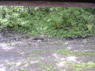 長野県菅平高原 ゆたか山荘 東側(坂下) 2026/05/25 11:30