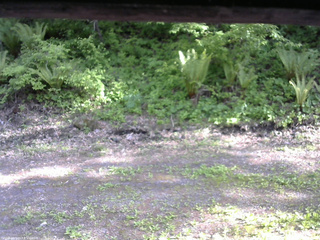 長野県菅平高原 ゆたか山荘 東側(坂下) 2026/05/25 16:00