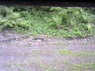 長野県菅平高原 ゆたか山荘 東側(坂下) 2026/05/25 17:00