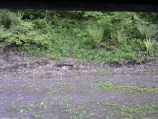 長野県菅平高原 ゆたか山荘 東側(坂下) 2026/05/25 18:00