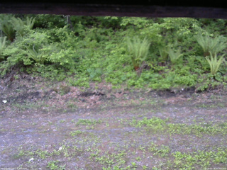 長野県菅平高原 ゆたか山荘 東側(坂下) 2026/05/26 05:00