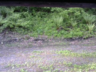 長野県菅平高原 ゆたか山荘 東側(坂下) 2026/05/26 06:30
