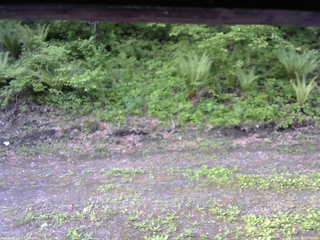 長野県菅平高原 ゆたか山荘 東側(坂下) 2026/05/26 06:45