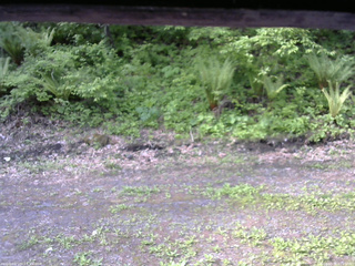 長野県菅平高原 ゆたか山荘 東側(坂下) 2026/05/26 07:15