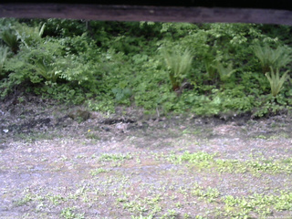 長野県菅平高原 ゆたか山荘 東側(坂下) 2026/05/26 08:00