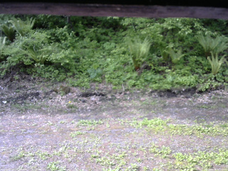 長野県菅平高原 ゆたか山荘 東側(坂下) 2026/05/26 08:15