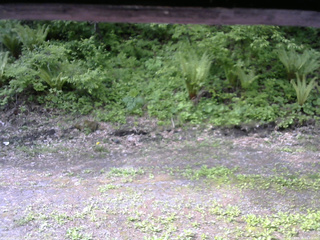 長野県菅平高原 ゆたか山荘 東側(坂下) 2026/05/26 08:30