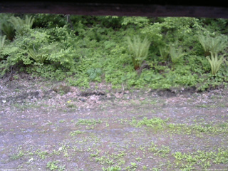 長野県菅平高原 ゆたか山荘 東側(坂下) 2026/05/26 15:00
