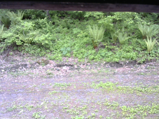 長野県菅平高原 ゆたか山荘 東側(坂下) 2026/05/26 16:15