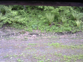 長野県菅平高原 ゆたか山荘 東側(坂下) 2026/05/26 16:45