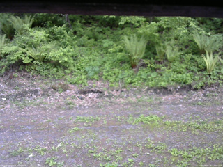 長野県菅平高原 ゆたか山荘 東側(坂下) 2026/05/26 17:00
