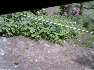 長野県菅平高原 ゆたか山荘 駐車場 2026/05/26 11:15