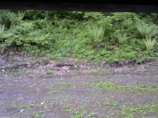 長野県菅平高原 ゆたか山荘 東側(坂下) 2026/05/27 05:00