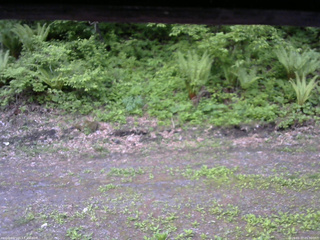 長野県菅平高原 ゆたか山荘 東側(坂下) 2026/05/27 05:30