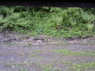 長野県菅平高原 ゆたか山荘 東側(坂下) 2026/05/27 05:45