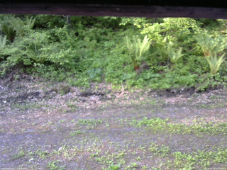 長野県菅平高原 ゆたか山荘 東側(坂下) 2026/05/27 06:00