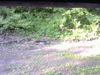 長野県菅平高原 ゆたか山荘 東側(坂下) 2026/05/27 06:15