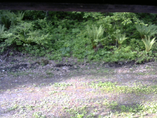 長野県菅平高原 ゆたか山荘 東側(坂下) 2026/05/27 06:30