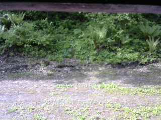 長野県菅平高原 ゆたか山荘 東側(坂下) 2026/05/27 08:15