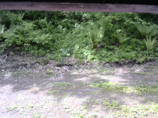 長野県菅平高原 ゆたか山荘 東側(坂下) 2026/05/27 08:45